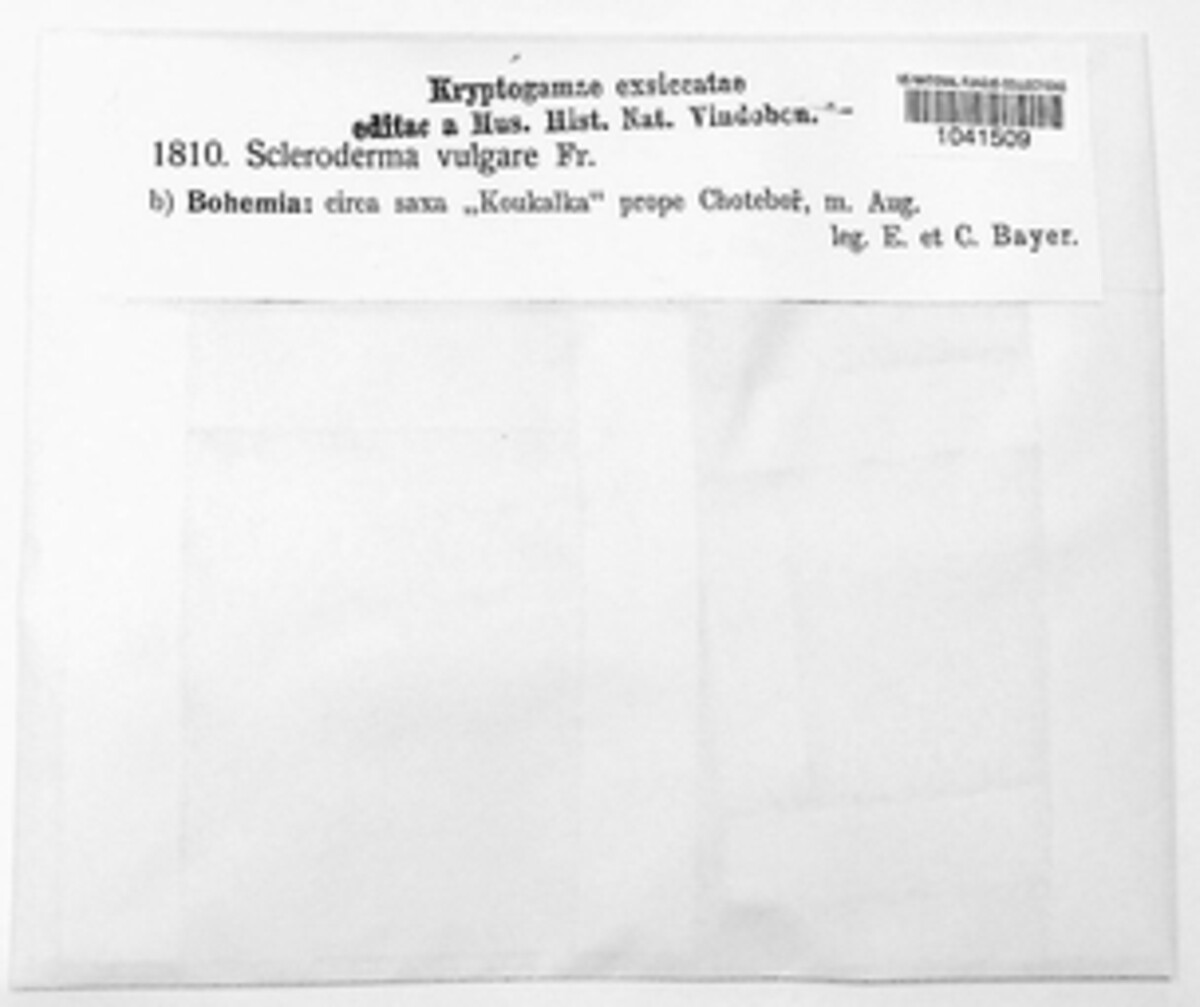 Scleroderma citrinum image